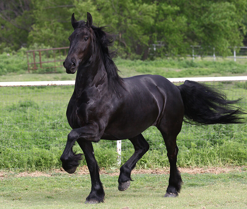 Zo trots als een paard