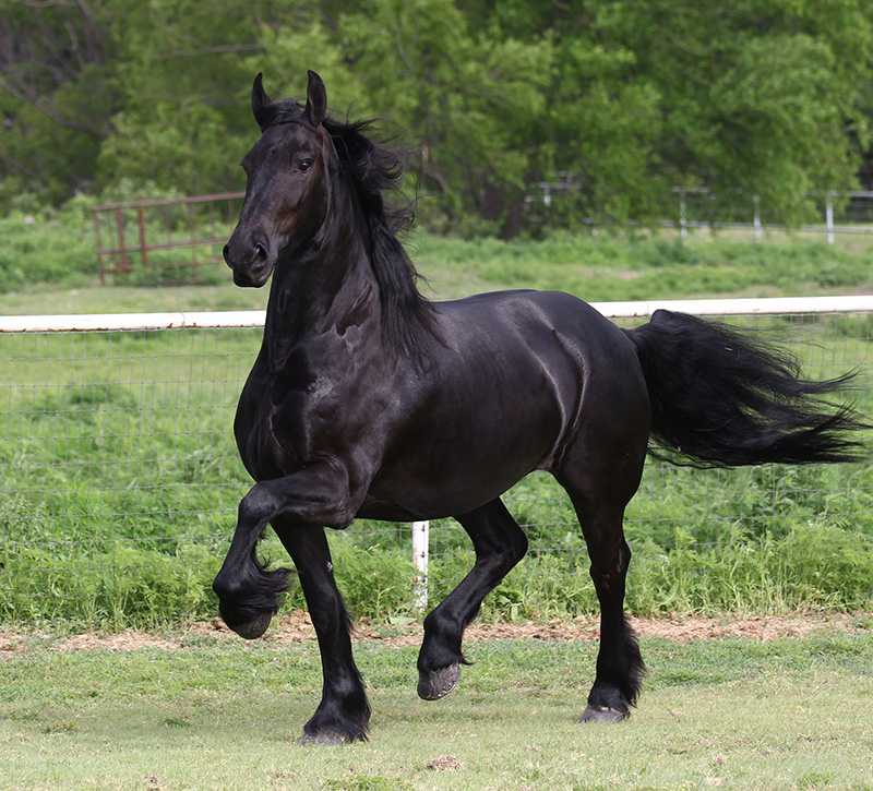 Zo trots als een paard