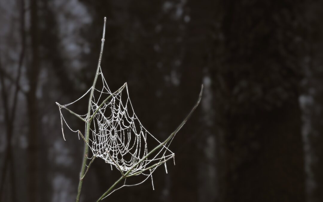 Het commentaar van Yvan De Maesschalck