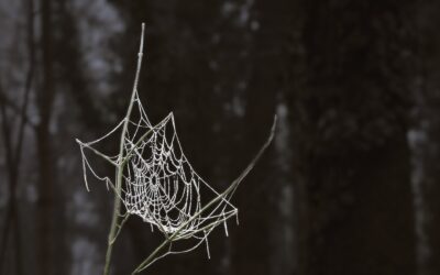 Het commentaar van Yvan De Maesschalck